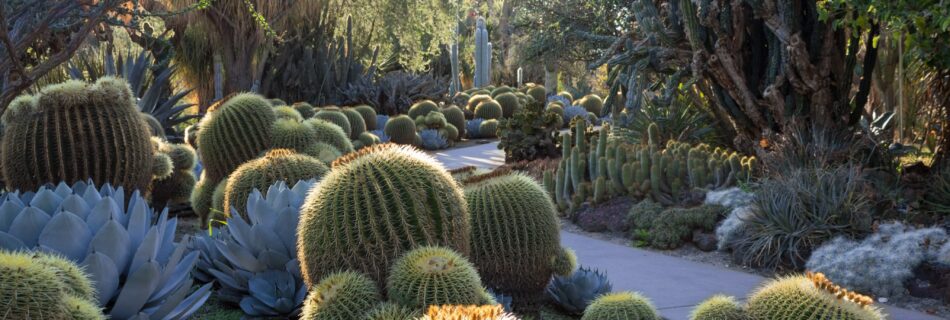 Guidelines for landscaping cactus gardens