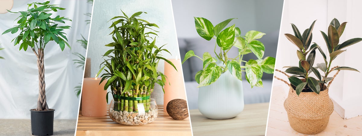 A guide to choosing which plants to grow indoors