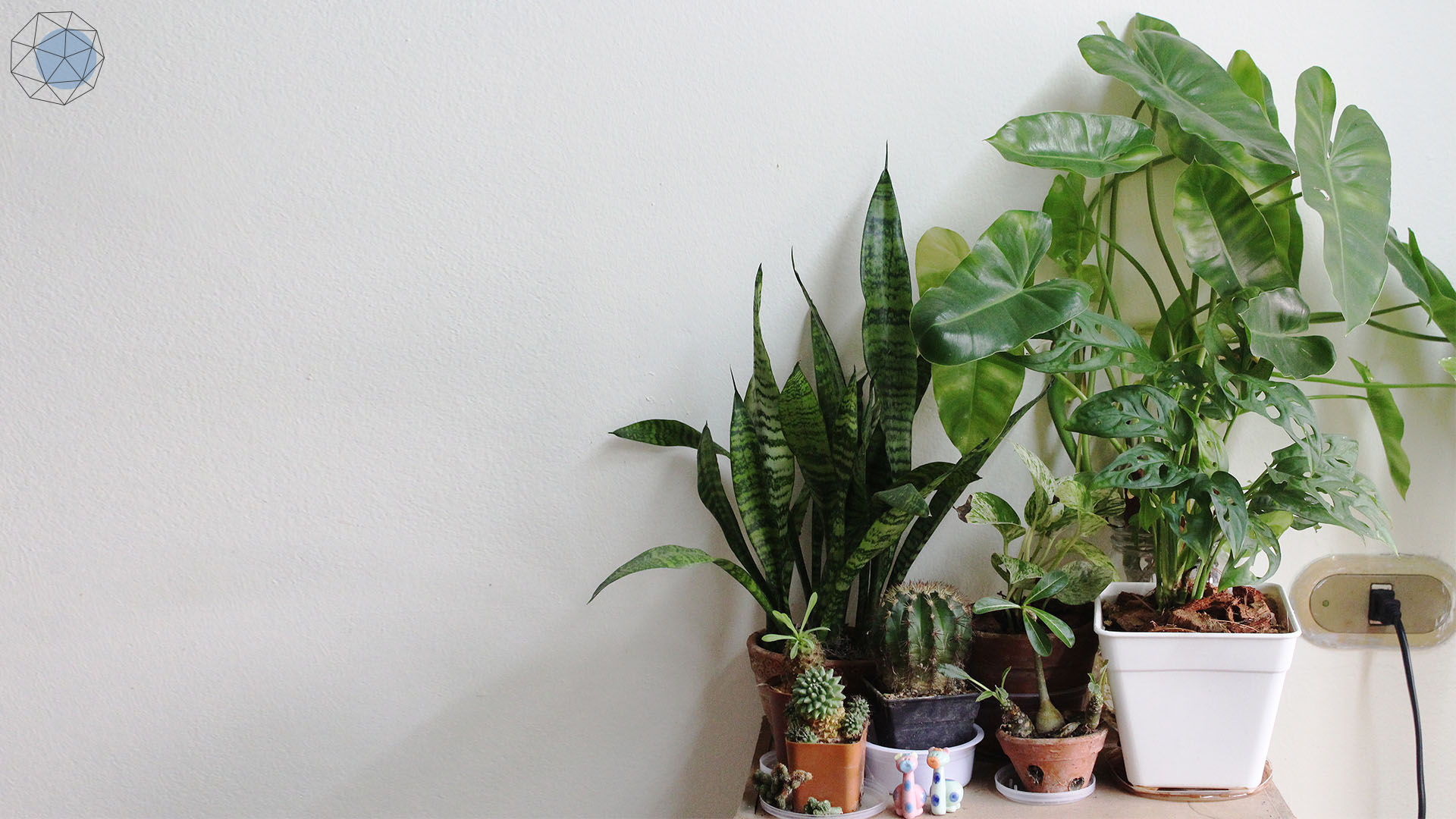Plants planted in the house to help purify the air