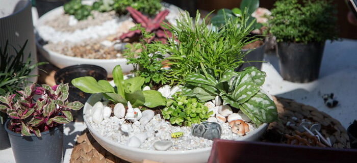 selection tips tray garden plants